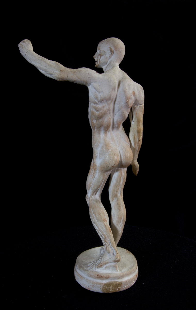 Studiemodell av gips föreställande en naken man i helfigur med ena armen spänd. Musklerna är väl utarbetade. På rund sockel. Vit och på vissa ställen lätt rödbrun. Troligen anatomisk modell.