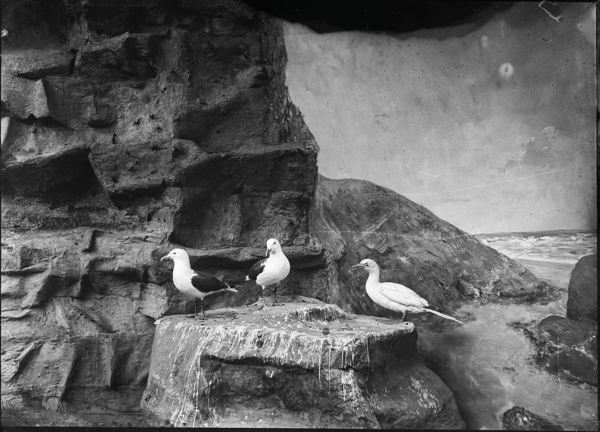 Diorama från Biologiska museets utställning om nordiskt djurliv i havs-, bergs- och skogsmiljö. Fotografi från omkring år 1900.
Biologiska museets utställning