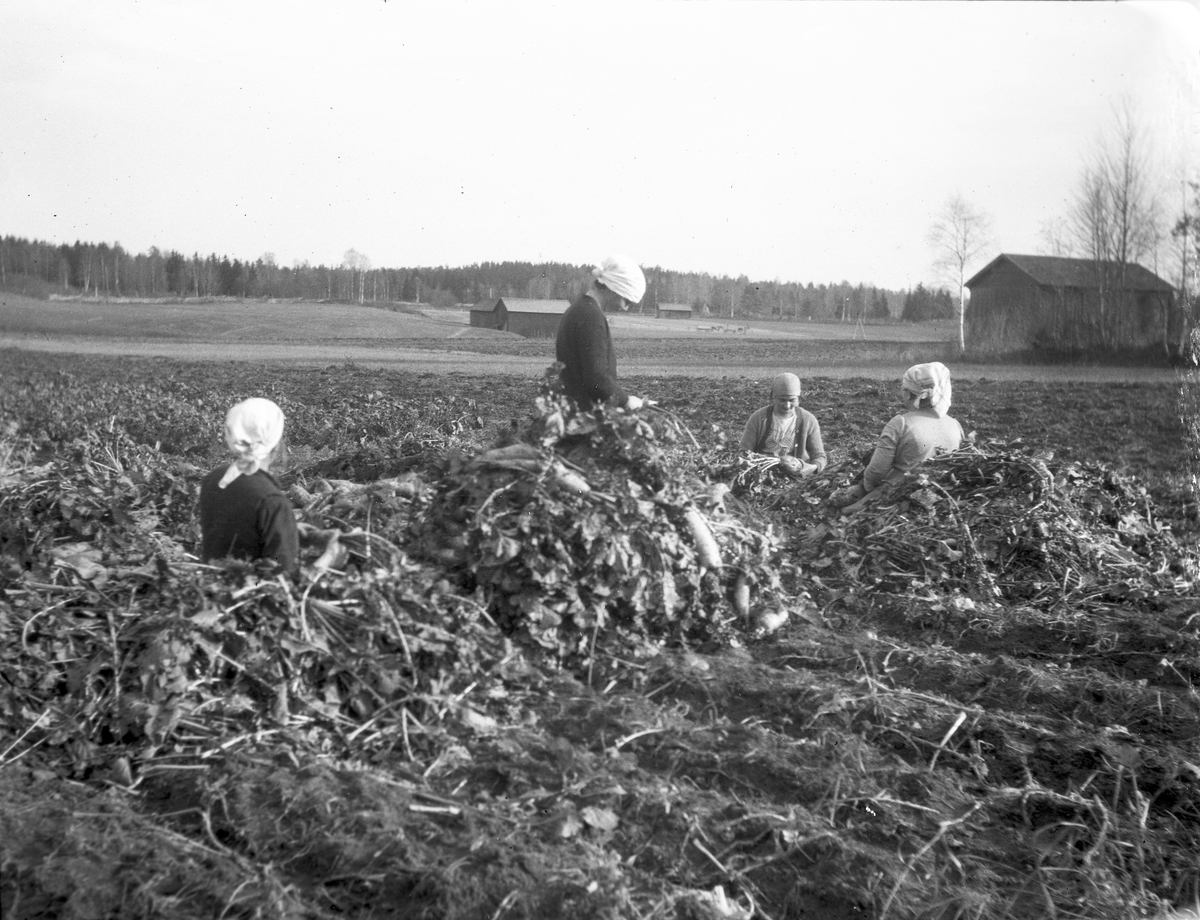 Rovorna är upptagna och skall blastas av. Från vänster Elin Jönsson, Klara Lind, Britta Alm och Anna Hansson. Bilden är tagen på åkern norr om gården på Åsmundshyttan nummer 9 "Erik-Anders".