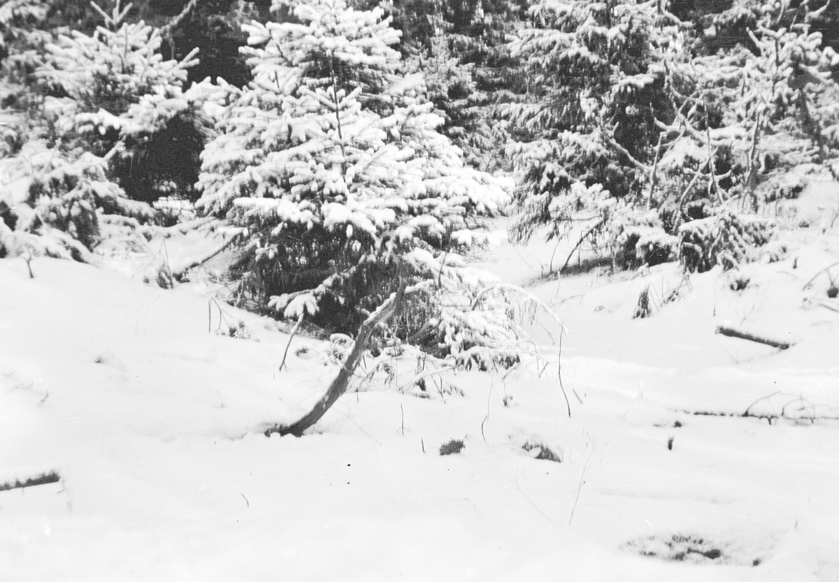 Skogsparti med snö. Den 12 januari 1909.