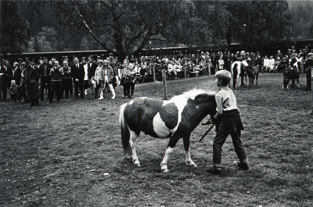 Mønstring av pony