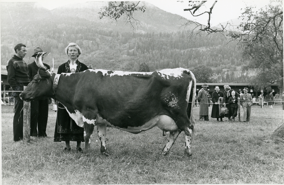 Åsne Slåtta med den beste kua på Dyrsku'n i 1956, Gjeverei.