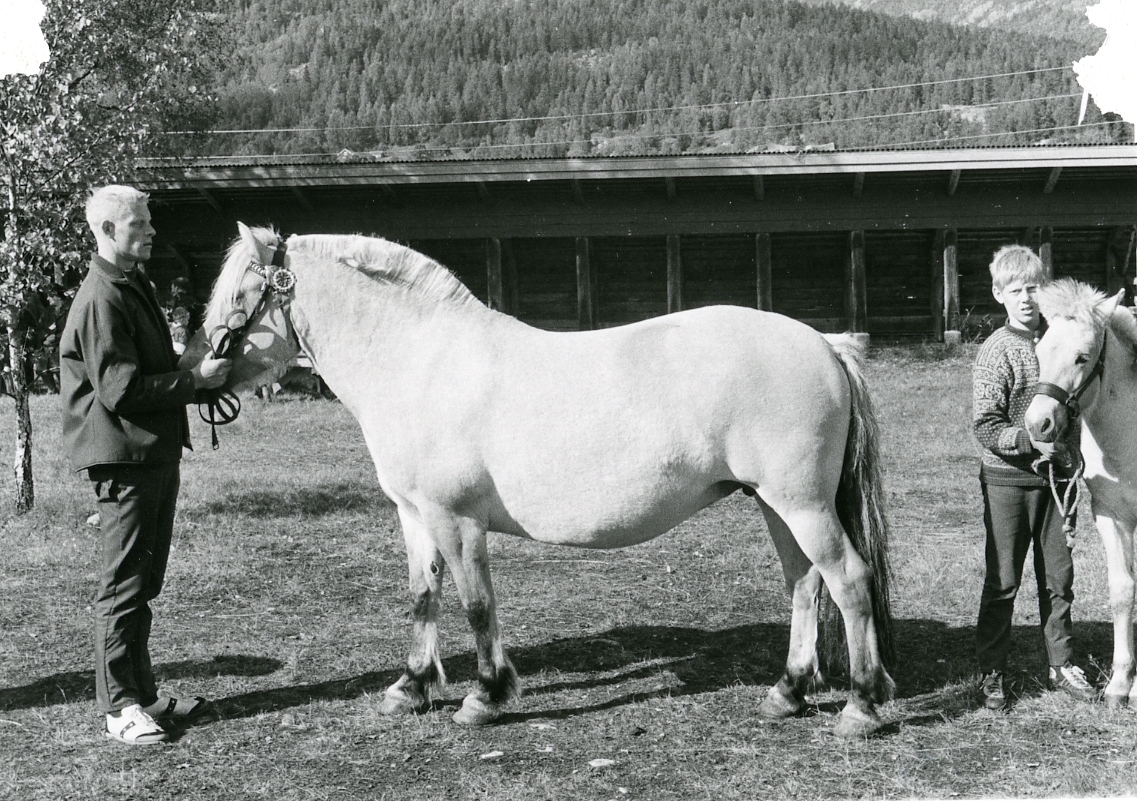 Lars Landsverk mønstrar hesten Grukhild.