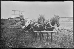 Gårdsdrengen Johan Olsen i arbeid med hest og selvbinder.
