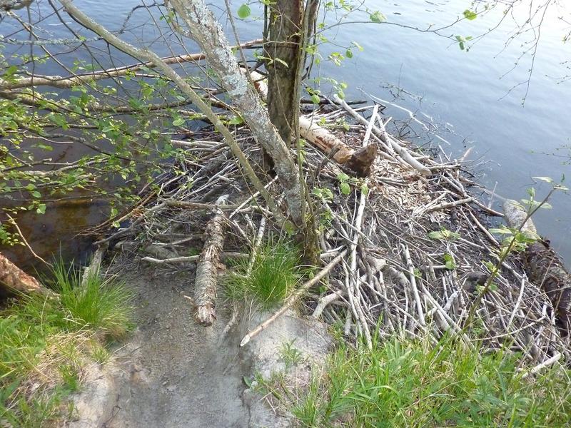 Foto av beverhytte langs vannkanten i en elv
