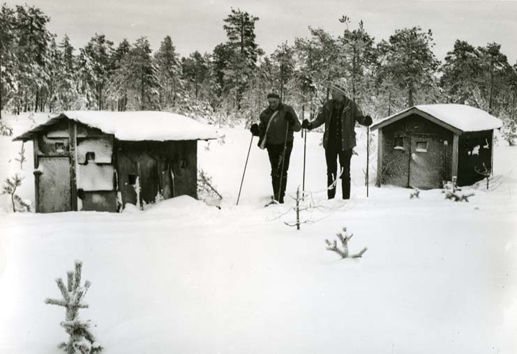Skidåkare vid orrkojorna på Degelmyren 21 januari 1984.