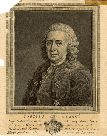 En man i peruk med text nedtill på latin.
Bröstbild, halvprofil. 
Carl von Linné (1707-1778)