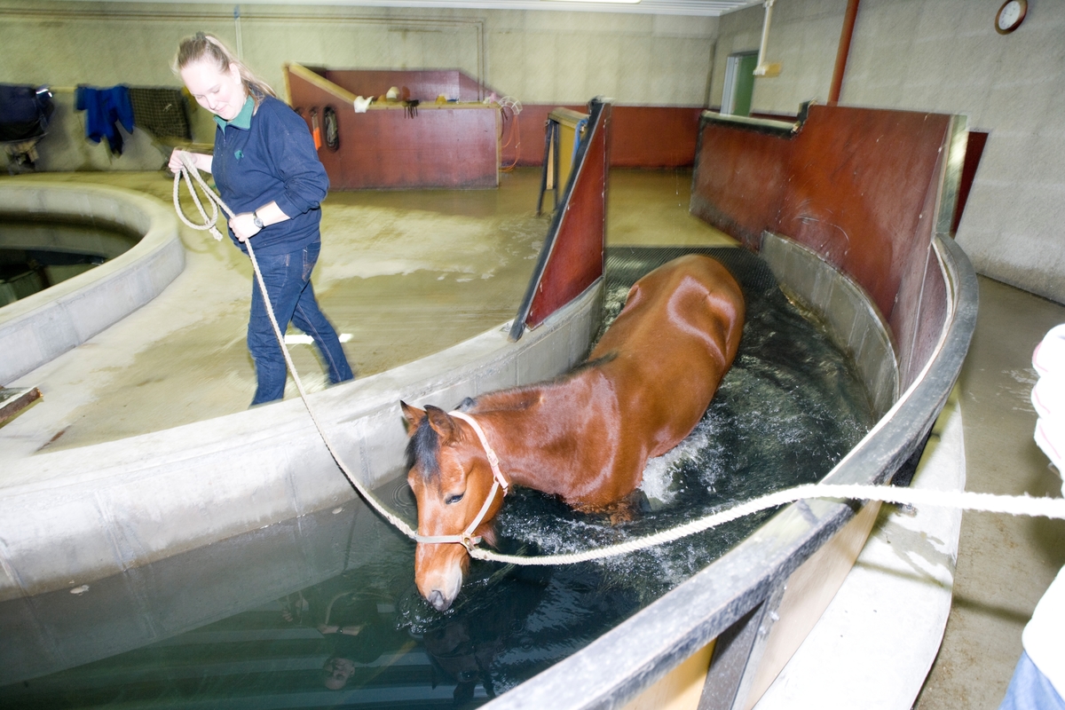 Svømme- og rehabiliteringssenter for hest. En hest er på vei ned i svømmebassenget.