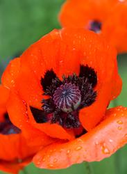 Urter i urtehagen til Norsk Farmasihistorisk Museum