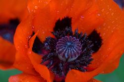 Urter i urtehagen til Norsk Farmasihistorisk Museum