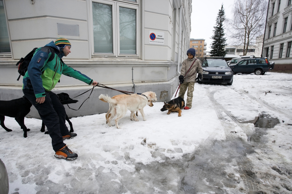 Førerhundskole. Hundene blir leid til Norges Blindeforbunds lokaler på Majorstuen.