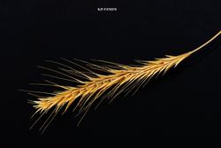 Tresket aks fra skogfinsk svedjerug, fotografert mot svart b