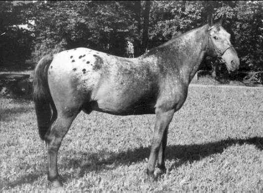 "Mustang" Tiger Vall född år 1932 E Grafit- all Hotxx - Pysslon - Fantom, uppf Hilding Borg Landsbro Vetlanda.