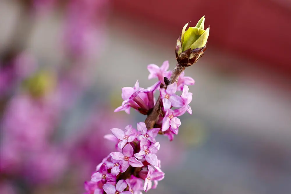 Tysbasten har knallrosa blomster med fire kronblader som vokser tett i tett på bar kvist.