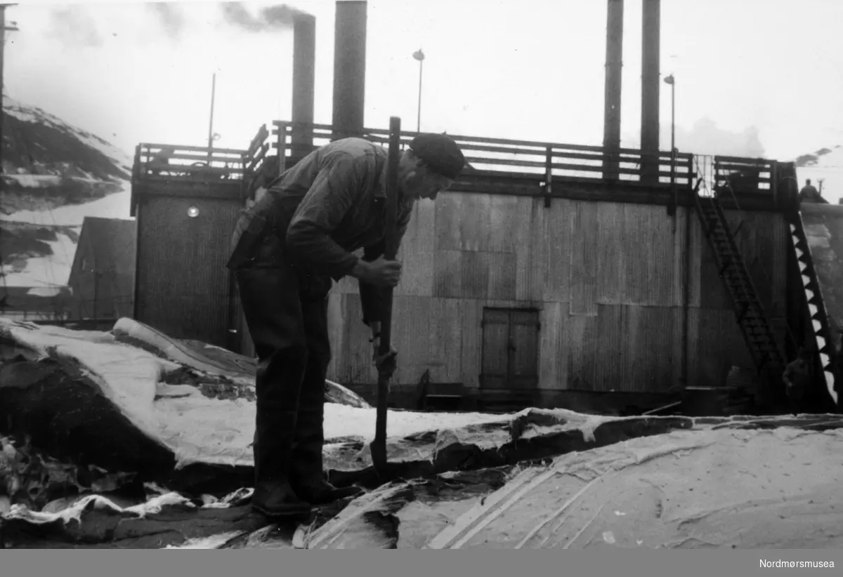 Foto fra Grytviken i Sør-Georgia, og fra en norsk hvalstasjon der, og viser fra slaktingen av en hval. Bildet kan dateres mellom 1959 til 1960. Fotograf er trolig Rolf Karlsen. Fra Nordmøre museums fotosamlinger.
