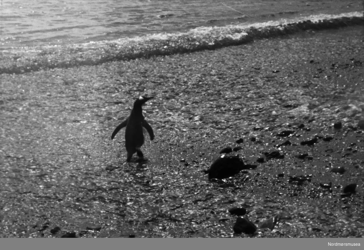 Foto fra Grytviken i Sør-Georgia, og fra en norsk hvalstasjon der. Bildet viser en pingvin på en strand der. Gentoo Pengiuin (Info: Sarah Lurcock, South Georgia Heritage 2017-) Bildet kan dateres mellom 1959 til 1960. Fotograf er trolig Rolf Karlsen. Fra Nordmøre museums fotosamlinger.