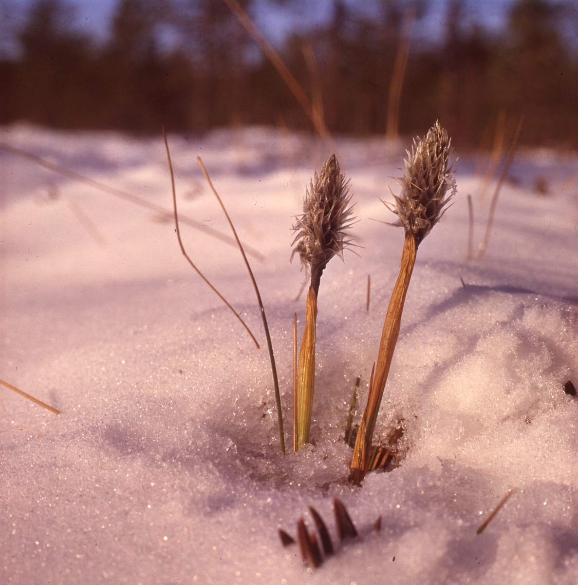 En torkad växt sticker upp ur snön.