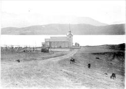 Kvæfjord kirke. Kyr og en hesje i forgrunnen.