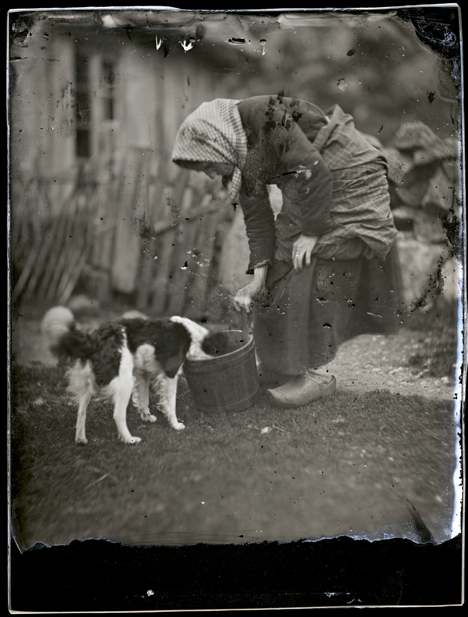 En kvinna i huvudkläde och träskor matar sin hund ur en hink