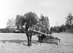 Kokelegging med "kokestokk" (åkerrulle) etter såing. Olav Vy