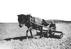 Våronn på Løken i Trøgstad 1945. Solberg i bakgrunnen. Thorl