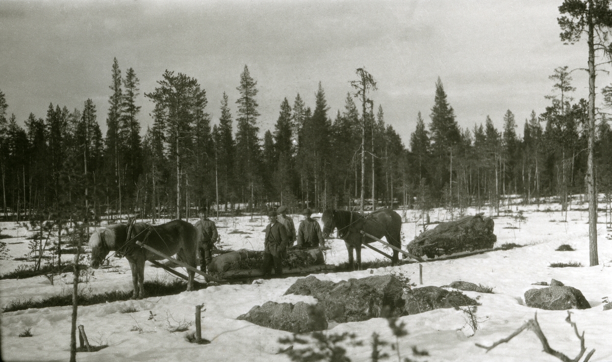 To hester m/sleder, fire menn, tatt på vår-vinteren i skogen (ved ei myr i Umplamp, Galåsen)