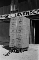 Fra Norsk Levendefisk på Jernbanekaia.