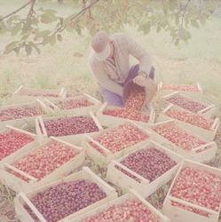 Norsk landbruks jubileumsutstilling 1959. Kasser med nyplukk