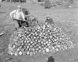 Norsk landbruks jubileumsutstilling 1959. Innhøsting av grøn
