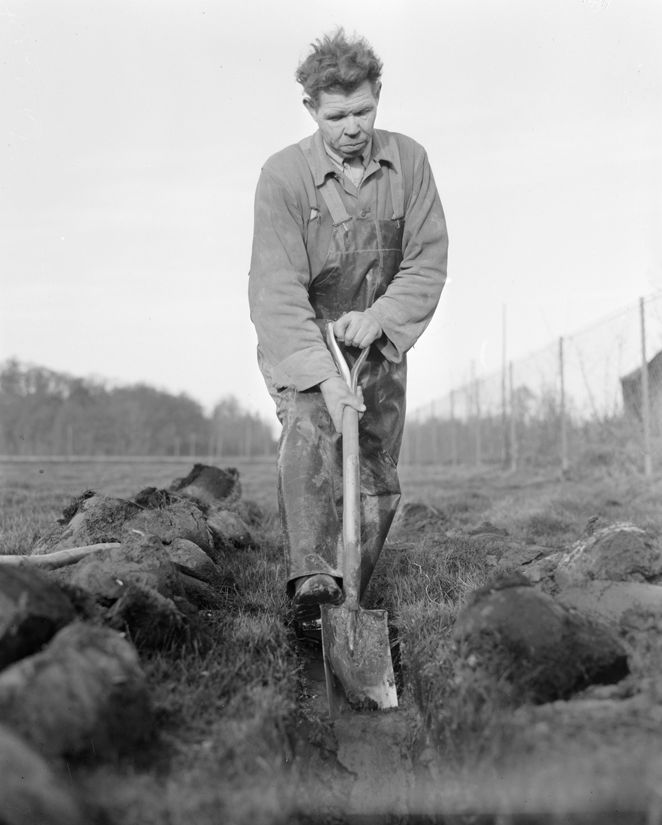 Norsk landbruks jubileumsutstilling 1959. Gårdsarbeider i arbeid på jordet.