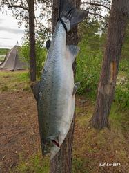 Stor laks som nettopp er landet ved Midterfaret i Øvre Alta,