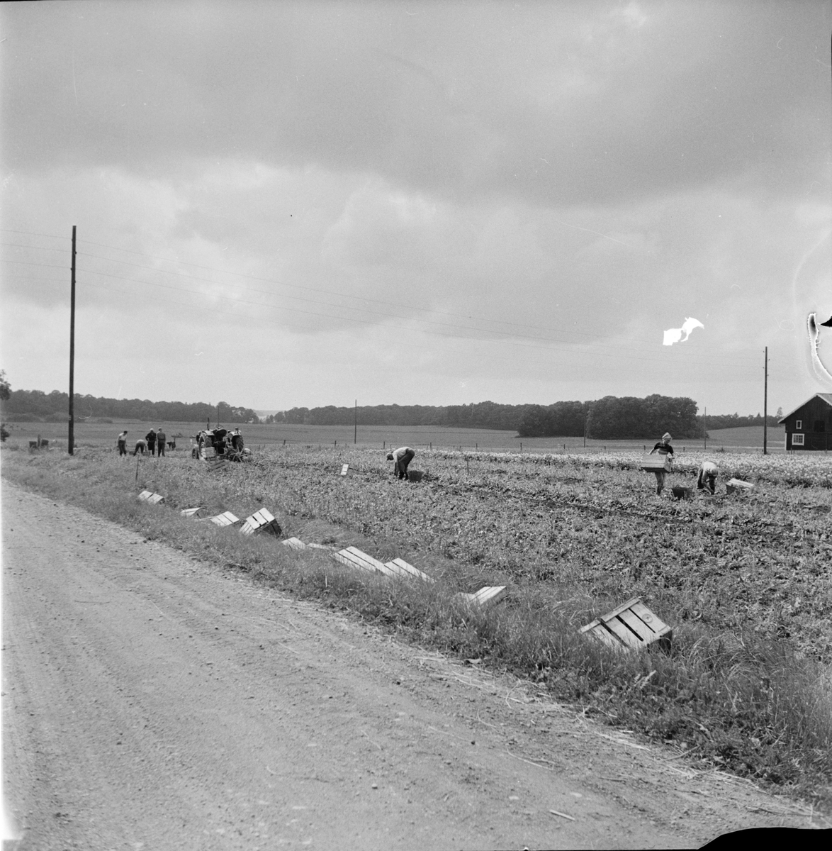 Potatisplockning, Uppland 1958
