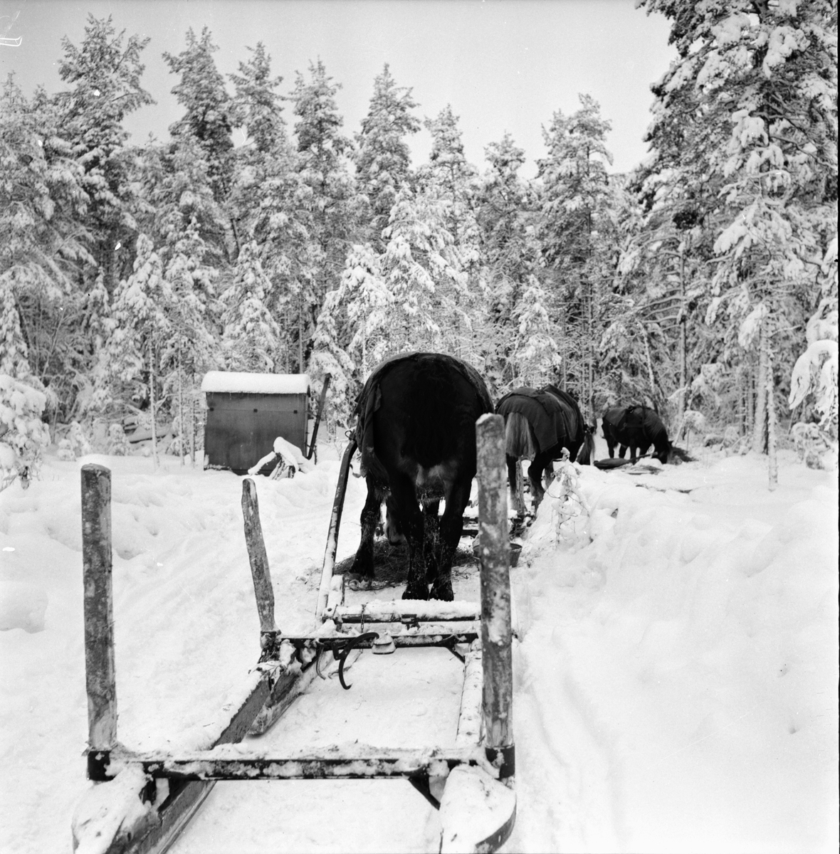 Skog. Skogsrepotage vid Sörbränningen.
26/1-1965