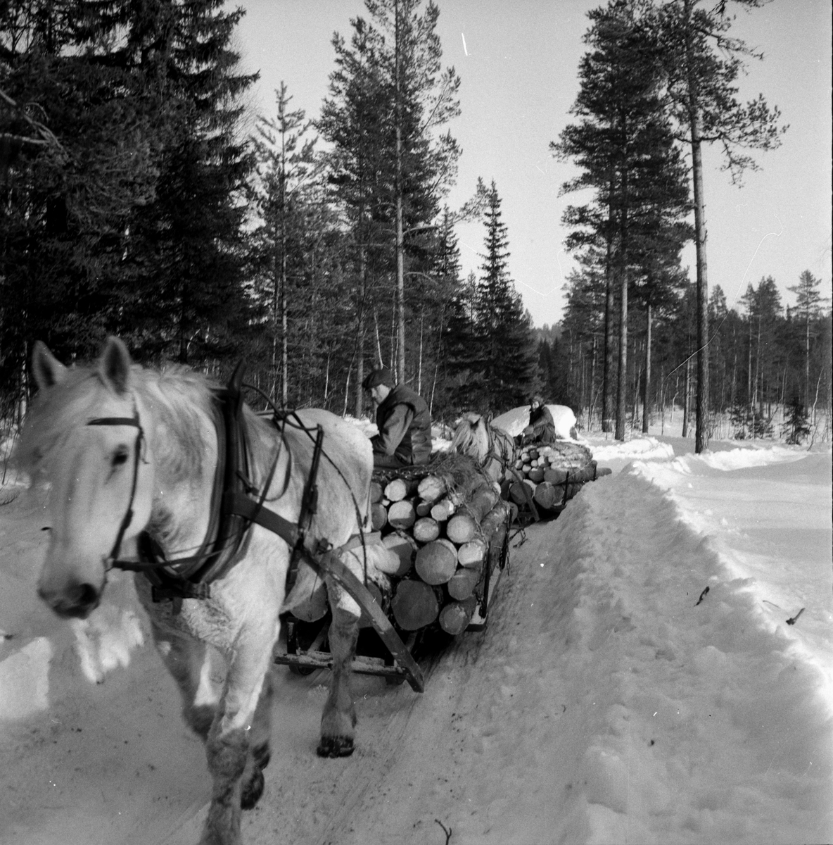 Dalsjön,
Vinterskog,
1959
