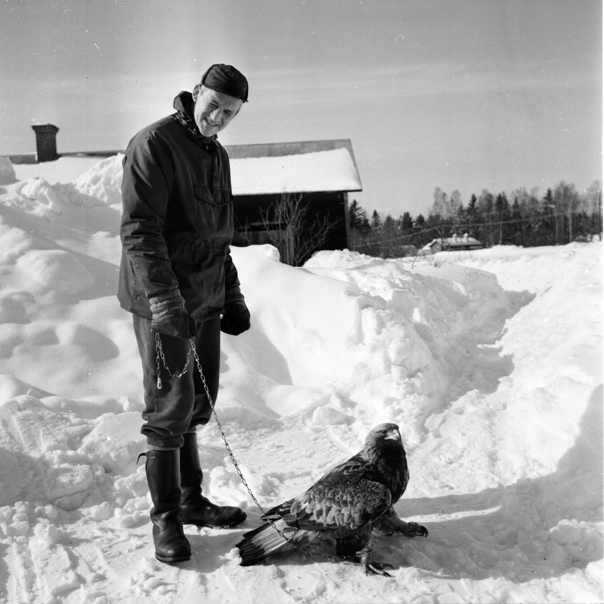 Hellbo. Kungsörn till Boda fågelstation.
14/5-1966