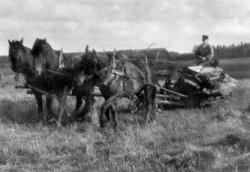 Mann med selvbinder med tre hester på Heli i Spydeberg.