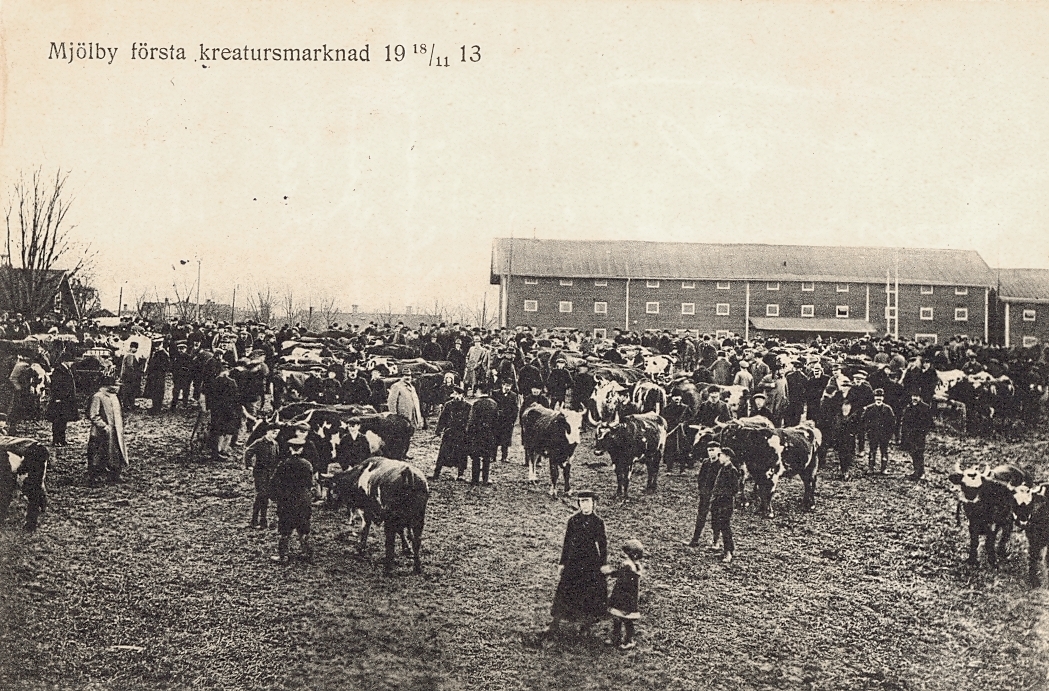 Vykort med motiv från första kreatursmarknaden i Mjölby den 18/11 1913.