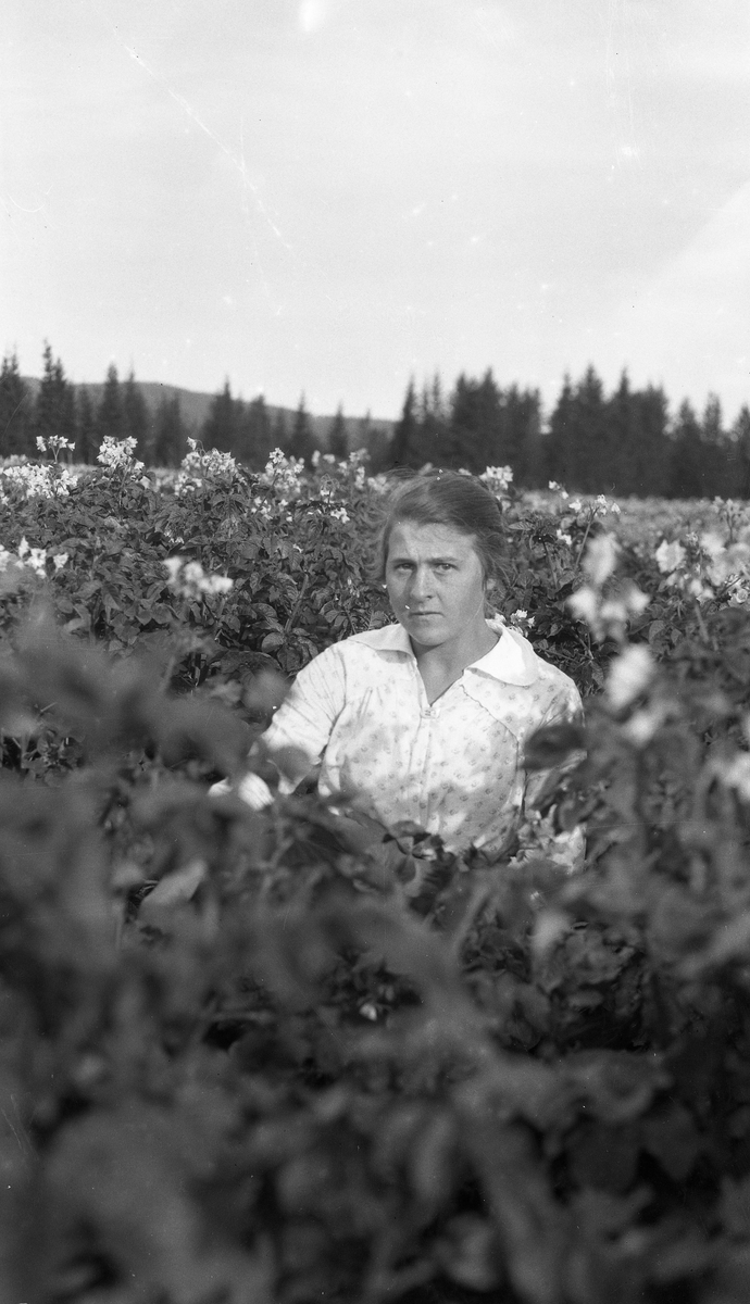 Uidentifisert kvinne sitter blandt blomstrende planter. Bildet som, er fra ca. 1920, er trolig fra Skullerud i Rossgutua på Skreia.
