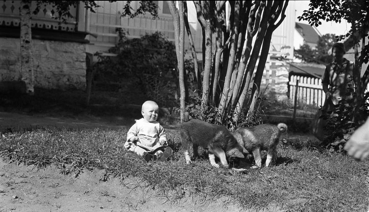 Bilde tatt ved Hoff Gjestgiveri, trolig 1925. Et barn sitter på bakken sammen med to hundehvalper. Barnet antas å være Edvard Narum,født 1924.