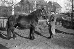 Mann med hest på gårdsplassen på Odberg på Kraby,Østre Toten
