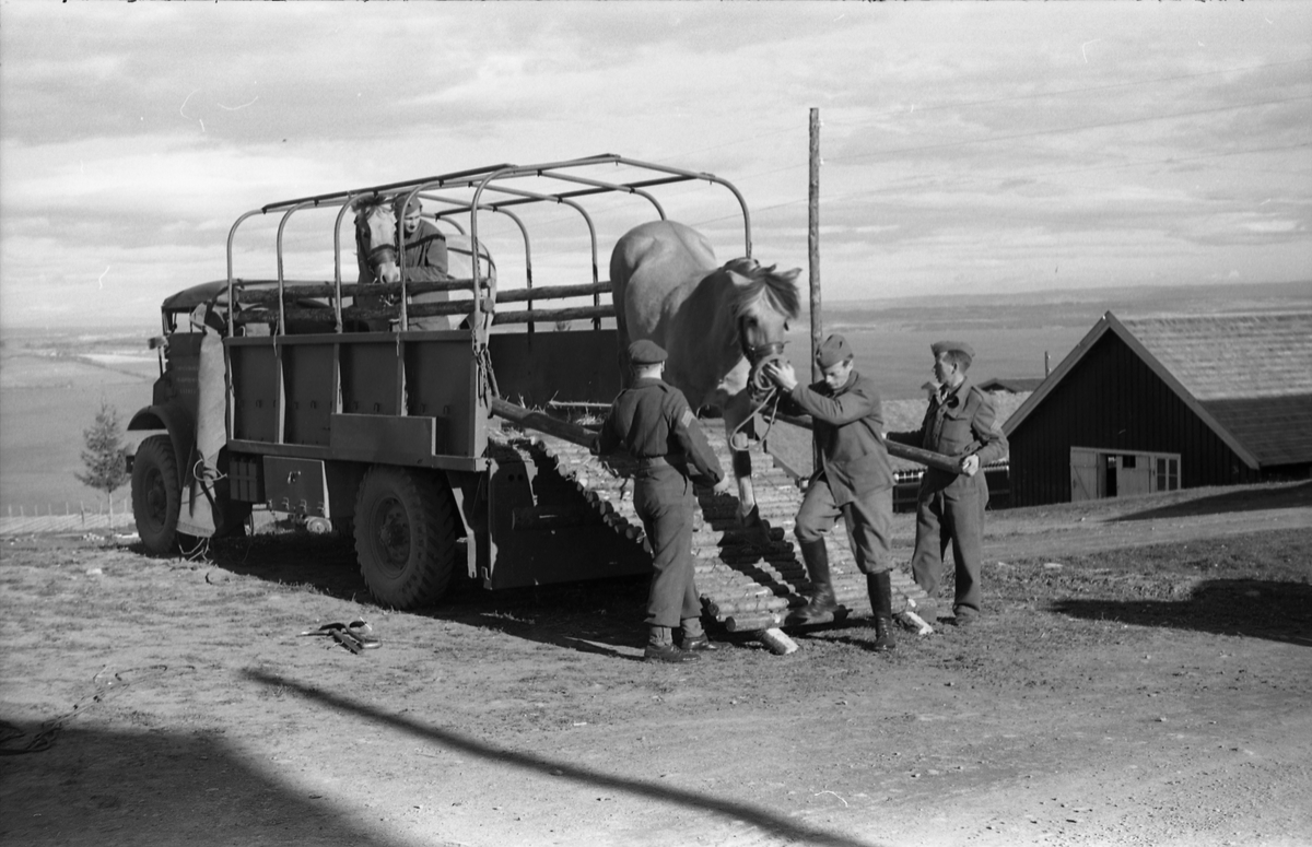 Hestetransport med lastebil ved Hærens Hesteskole på Starum, september/oktober 1948. Til høyre for lastebilen står daværende sersjant Markeng. De øvrige er ikke identifisert.
