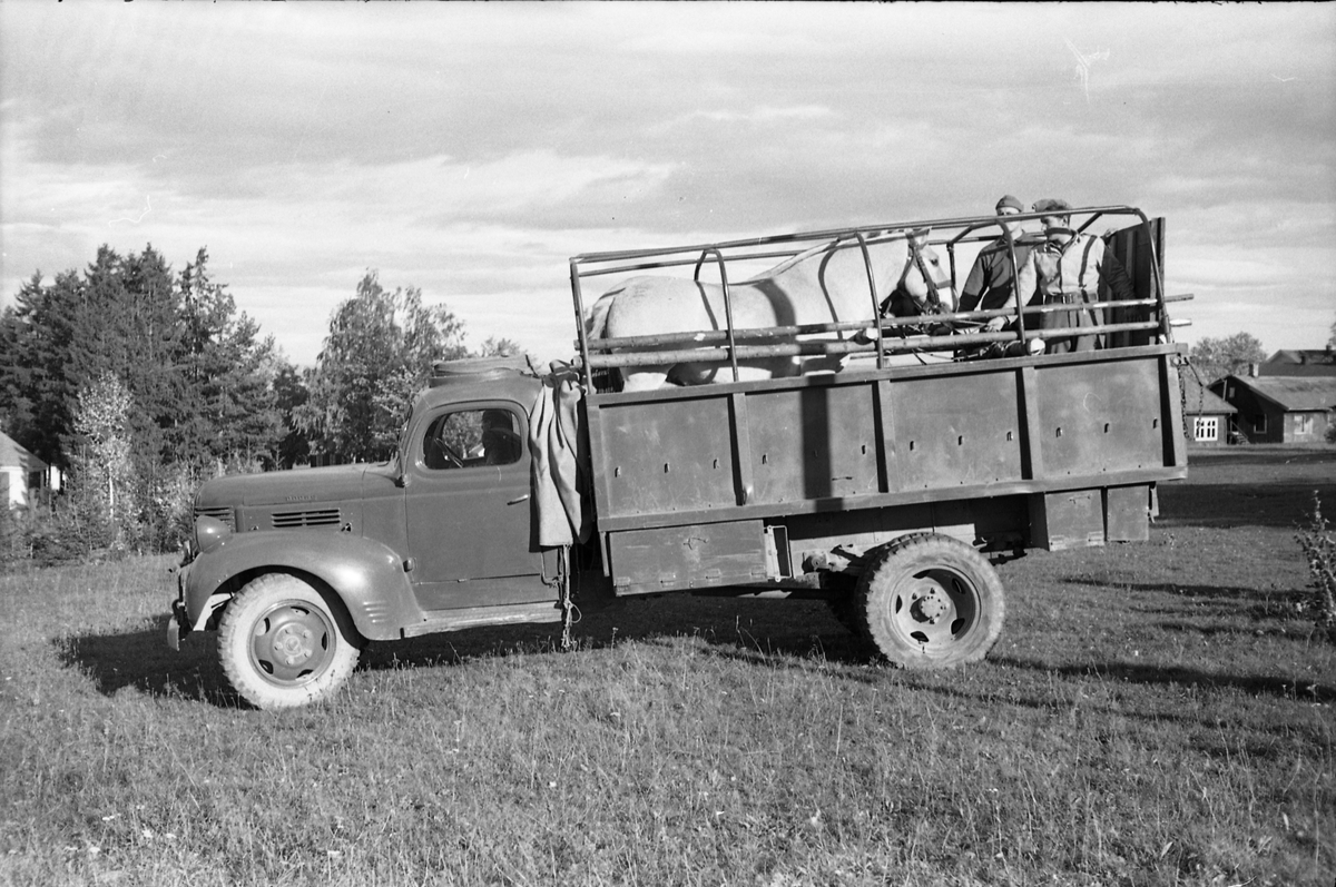 Transport av hest med lastebil ved Hærens Hesteskole på Starum, september/oktober 1948. Serie på 17 bilder. På bilde nr. 4 står fra venstre: Kaptein Sverre Norli, trolig major Bjart Ording (plasskomandant), og sersjant Ottar Markeng.
