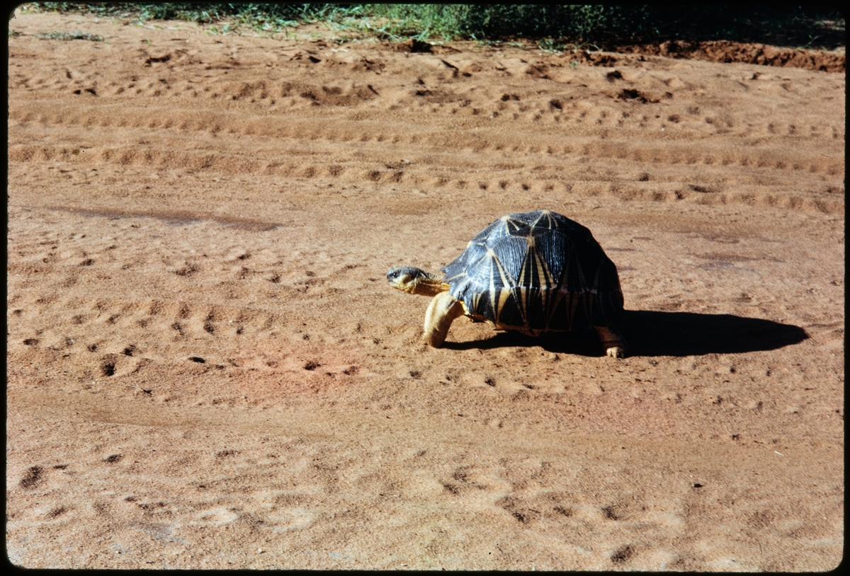 Madagaskar, sköldpadda.