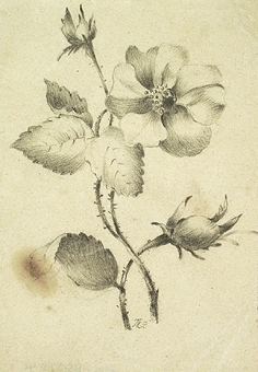 Teckning av en blomma.

Enligt liggaren: 85575:1-189: Christine Zelows ritportfölj.