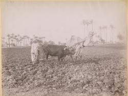 Chameau laboureur [Fotografi]