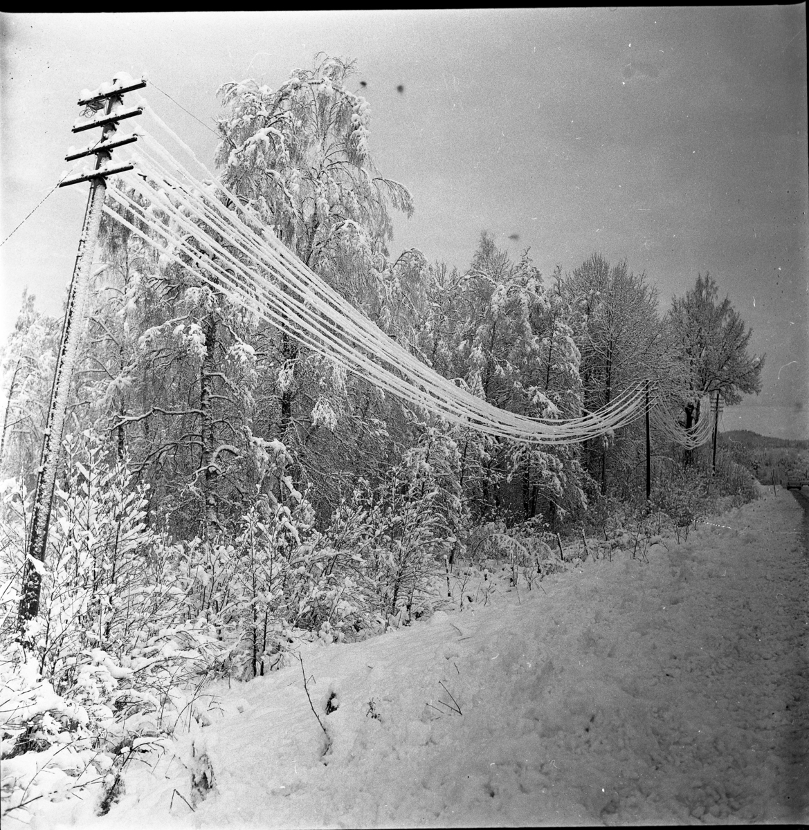 Foto i samband med "elkaos" i Grännatrakten, november 1963. Snö- och istyngda el- alternativt teleledningar.