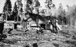 I tømmerskogen på Hanestad