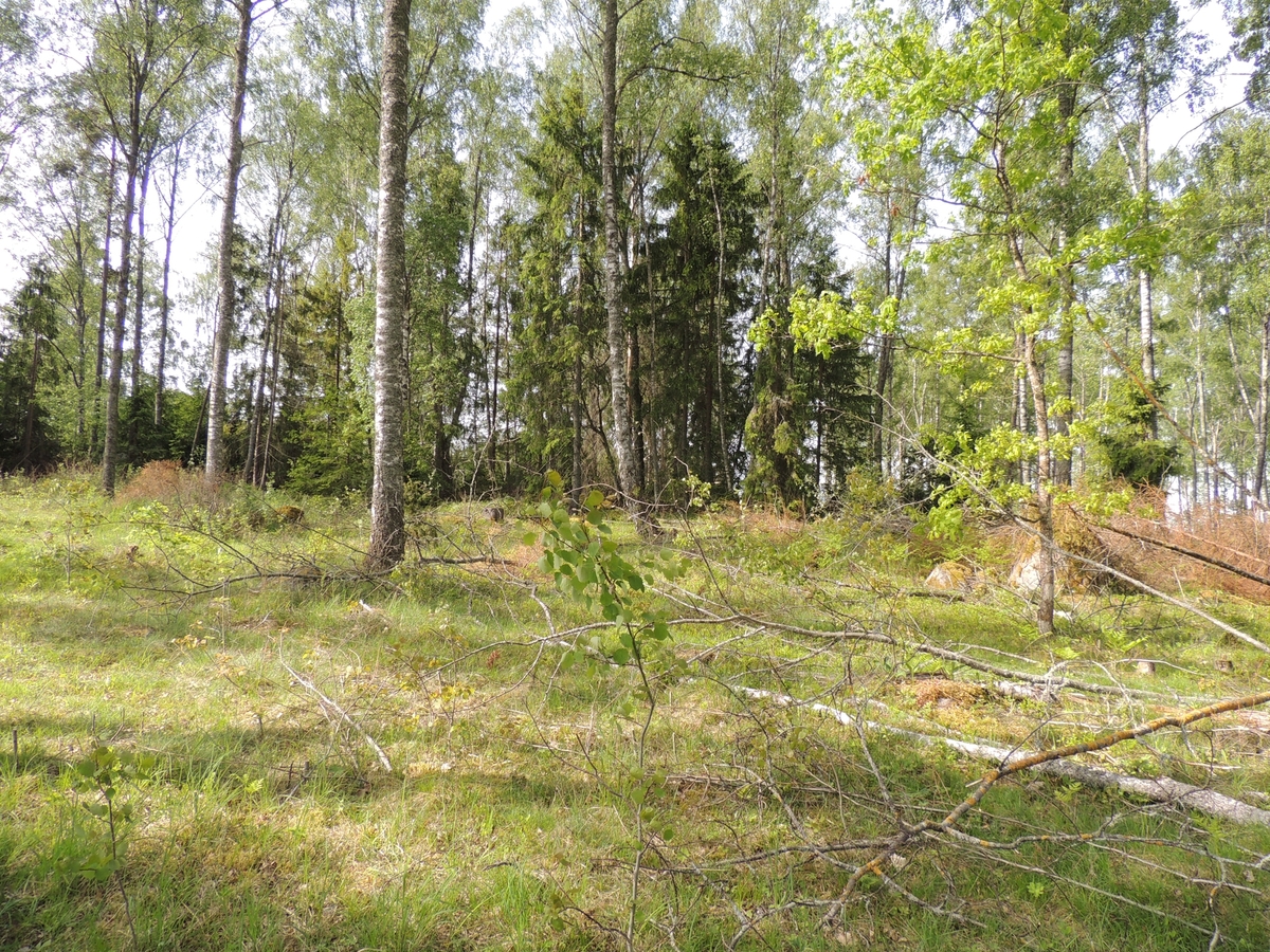 Arkeologisk förundersökning, översikt från undersökningsområdet upp mot gravfältet, Dragby, Björklinge socken, Uppland 2017