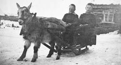 To gutter i slede trukket av geitebukk