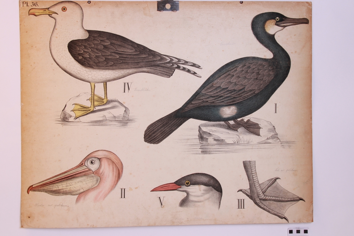 Detaljer av ulike ender.